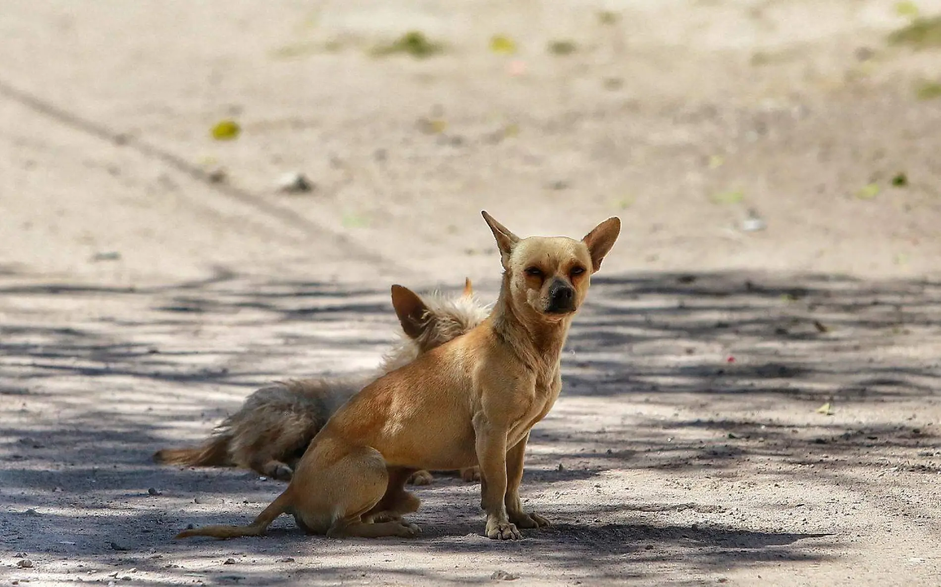 Perros callejeros en la ciudad de Durango